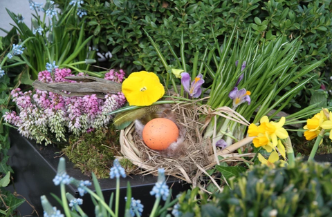 Vårblomster i BEDD