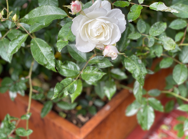 Roseslottet med hvite roser i blomsterkasser fra norske BEDD