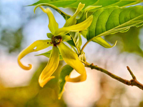 Fleur d'Ylang-Ylang à maturité