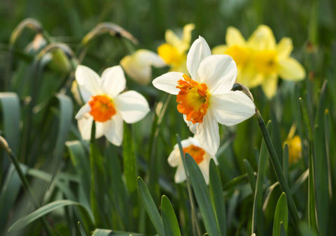 Fleur de Narcisse blanche avec couronne rouge