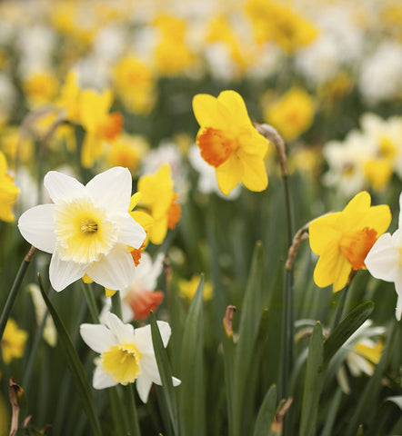 Fleurs de Narcisses blanches et jaunes