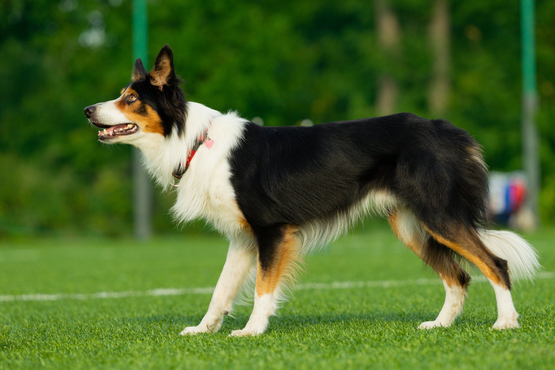 Lure Coursing Invention for Dog Agility