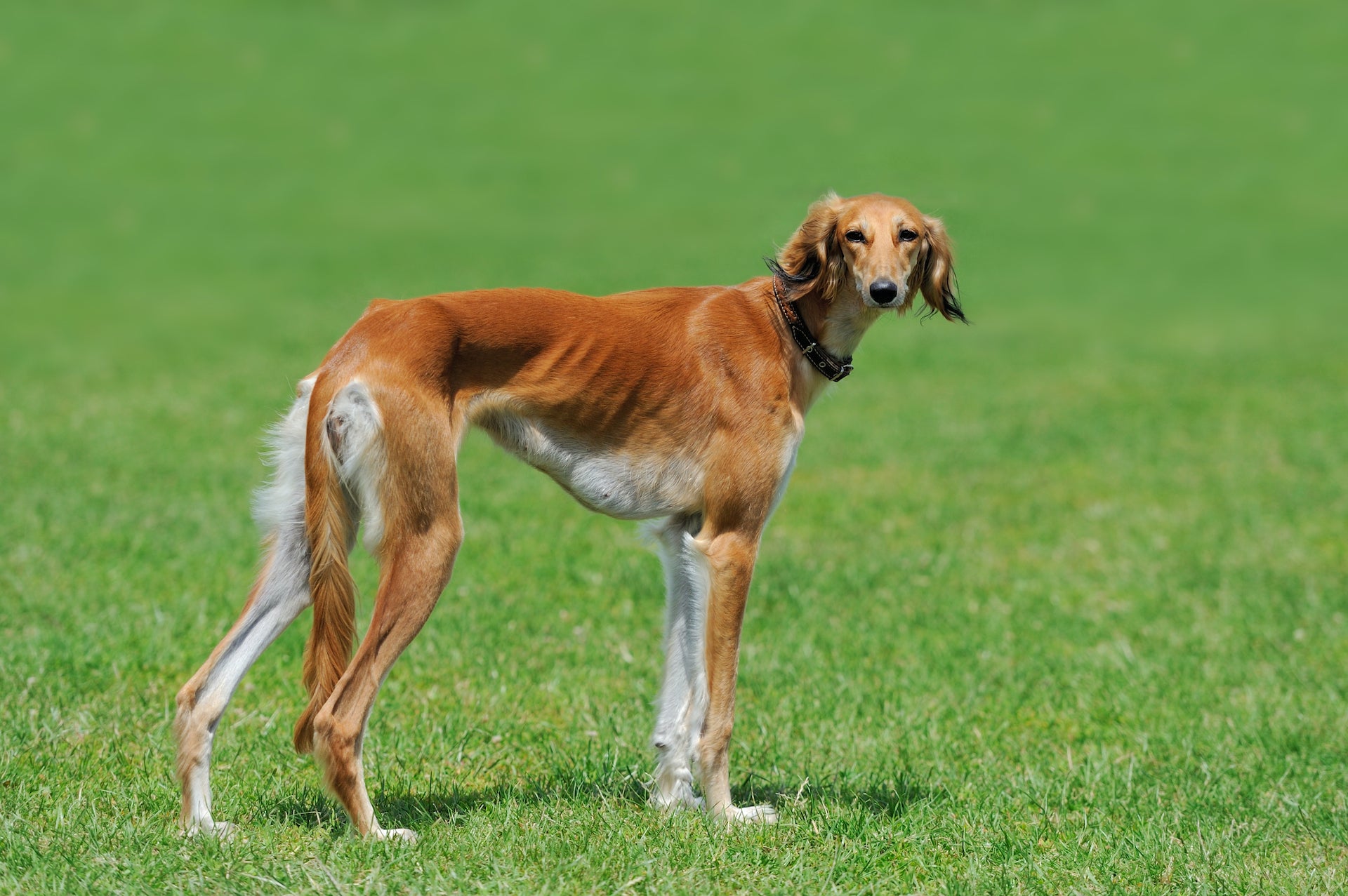 About Lure Coursing – SwiftPaws