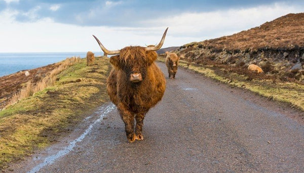 Scottish Highlands