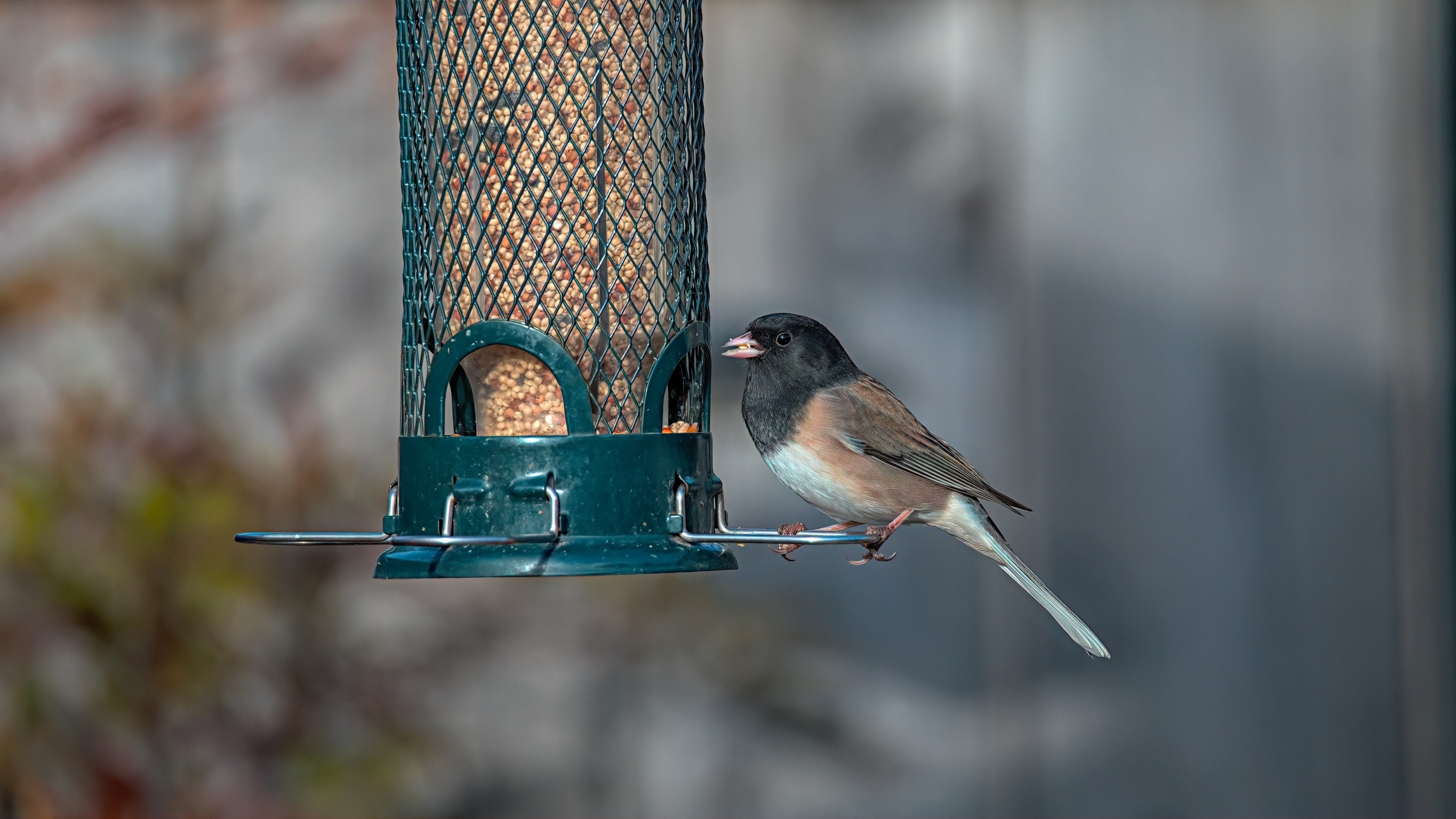 Mangeoire à oiseaux avec fenêtre, résistant aux intempéries, transparent,  nichoir à ventouse 