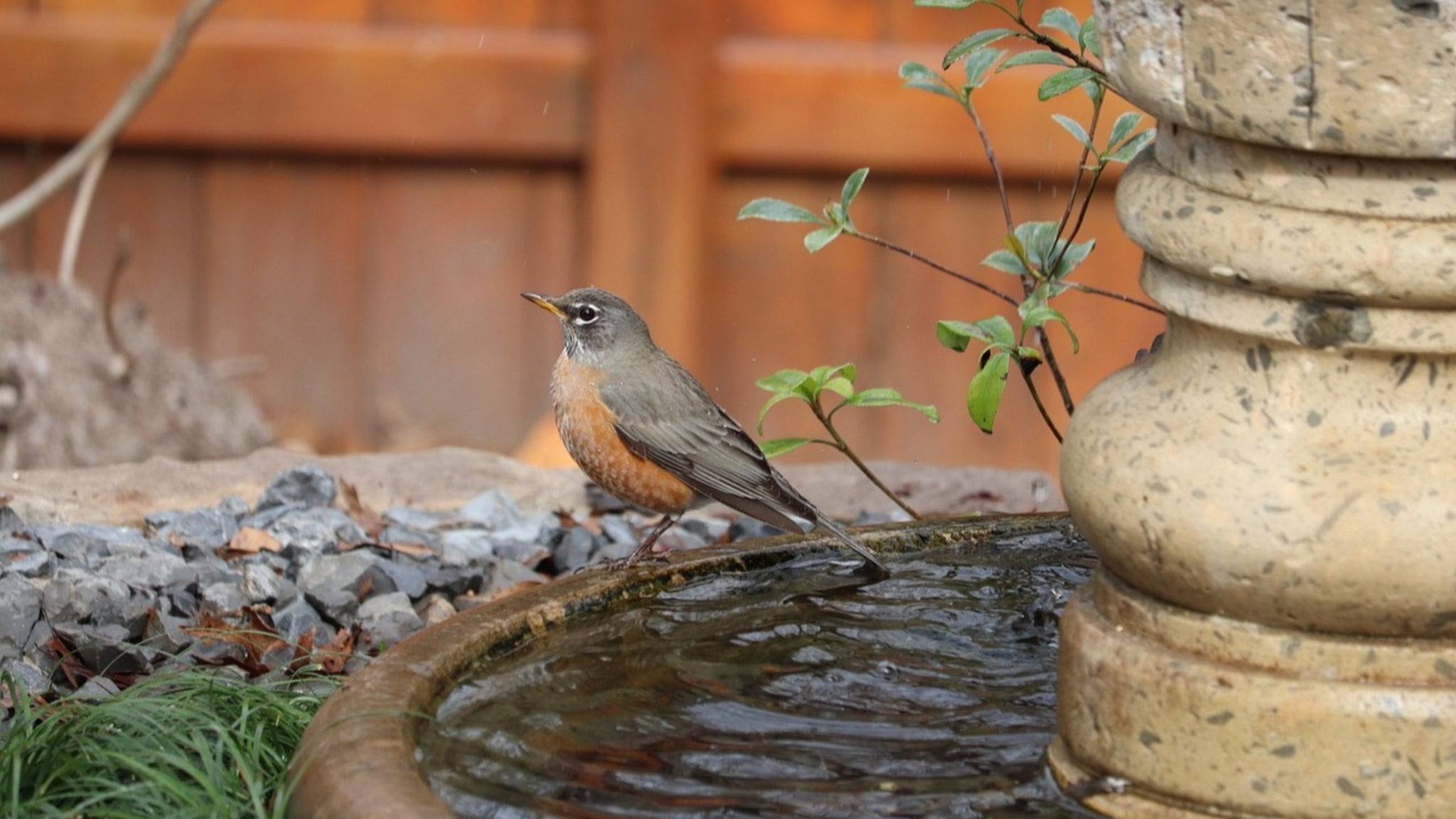 Bain pour oiseaux