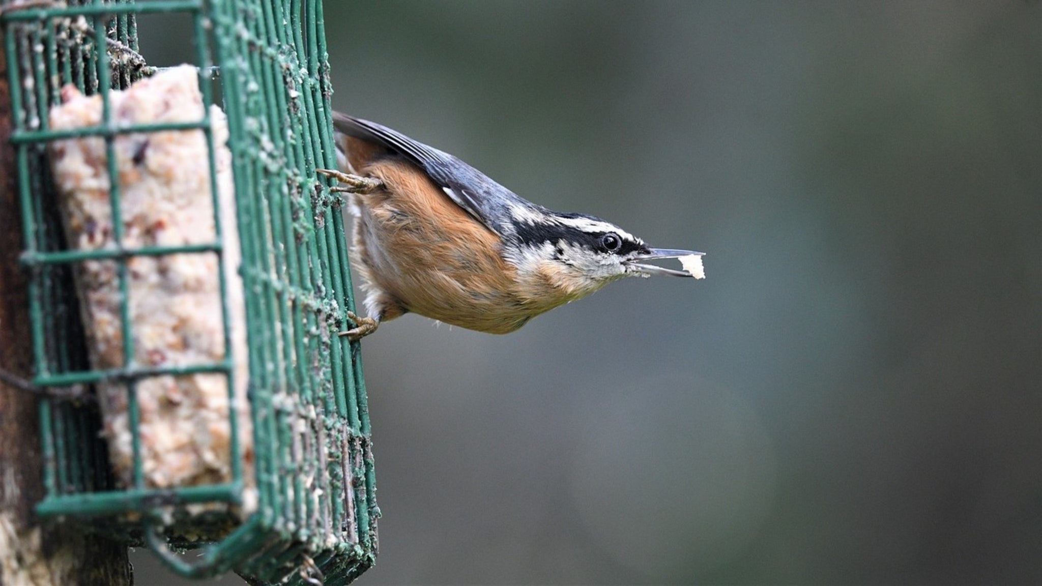 Mangeoire pour oiseaux protégée