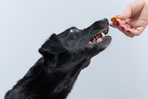 Dog being handed a treat by a woman in painted nails.