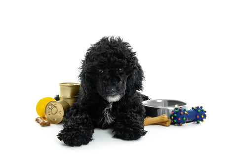 A black toy poodle is surrounded by different dog accessories.