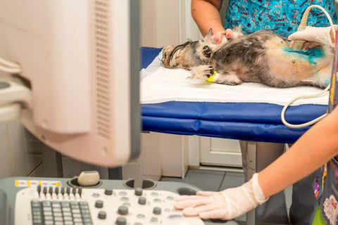 Veterinary physician doing medical ultrasound scan of dog examining its condition in hospital.