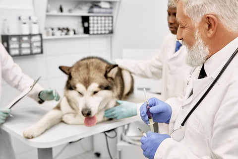 Veterinary doctors preparing for vaccination of big dog.