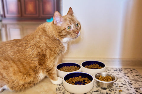 Funny big ginger cat eats food at home from pet plates.