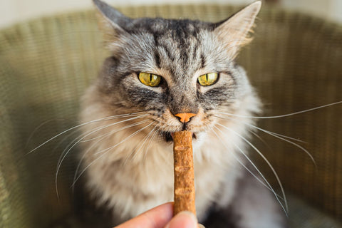A gray domestic cat enjoys pet treats enriched with essential vitamins, ensuring a tasty and nutritious snack.