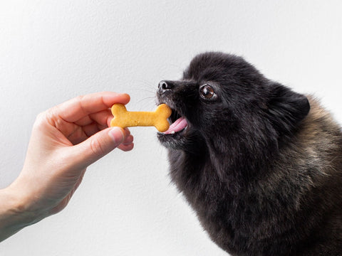 A happy and friendly dog receiving a tasty treat from an outstretched hand.