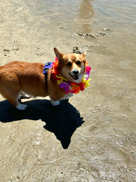 Corgi at the beach during Corgi Beach Day