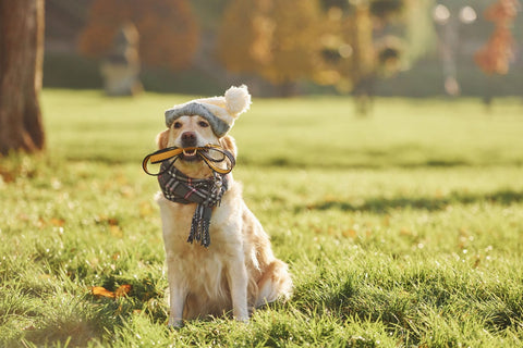 Text: A golden retriever is wearing a shawl and bonnet.