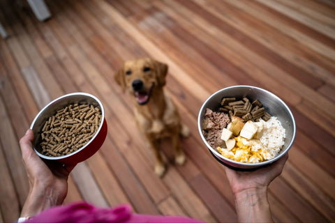 Her beautiful golden labrador retriever patiently awaits her meal.