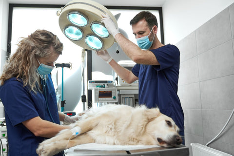 A team of doctors makes surgery on a dog in the clinic.