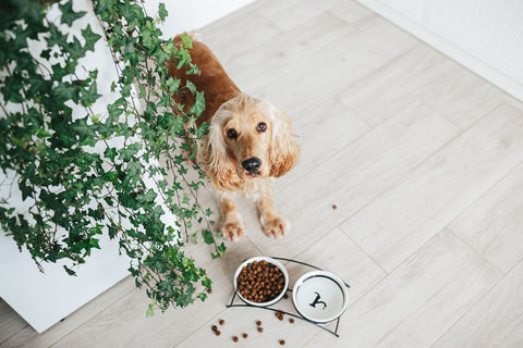 The English cocker spaniel dog eats its treats.