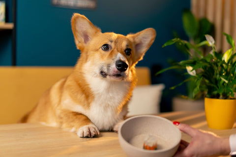This little corgi is sitting leaning while waiting for its treats.