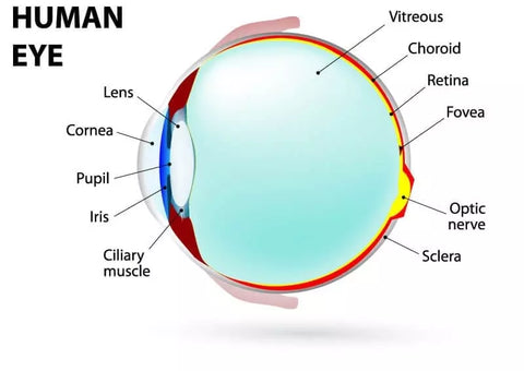 Parts of human eye