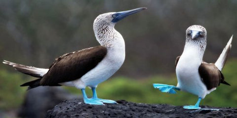 Blue_footed_bobby_two