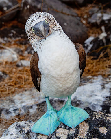 blue_footed_bobby