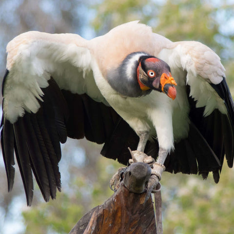 King_vulture_whole