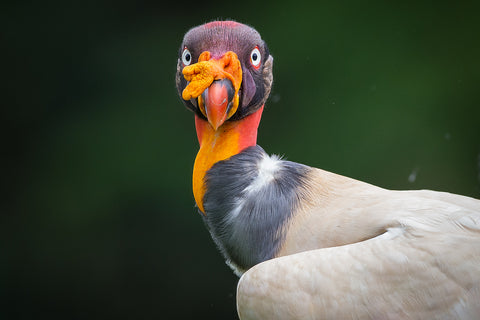 King_vulture_head