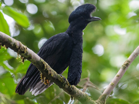 Long_umbrellabird