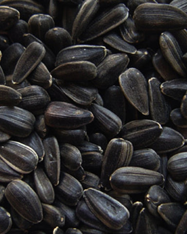 black_oil_sunflower_seed_feed_bird