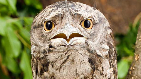 Frogmouth