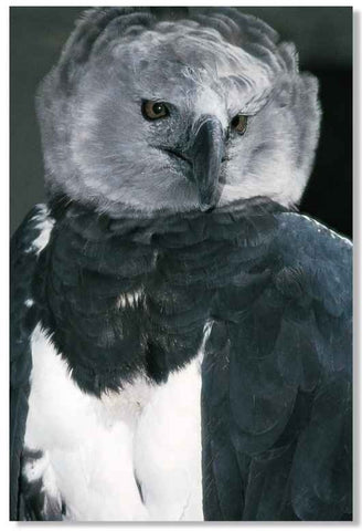 Harpy Eagle_human