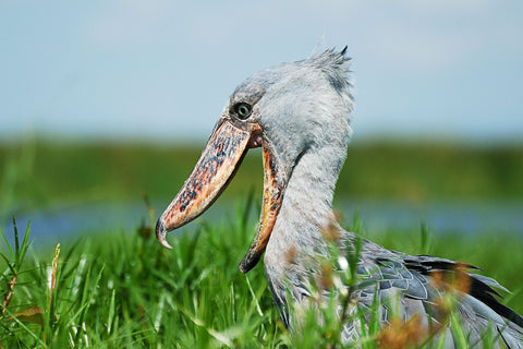 Shoebill_side