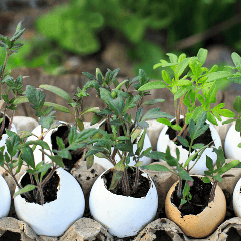 diy eggshell planters