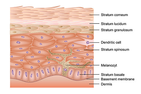 Schéma du renouvellement cellulaire de la peau avec les différentes couches de la peau