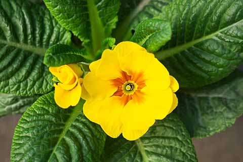 Fleur jaune d'onagre vue de haut avec feuilles vertes