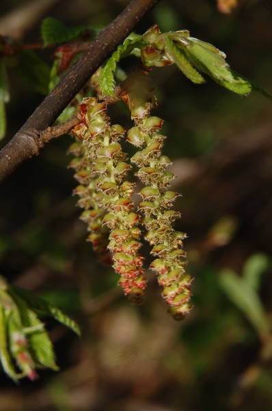 Hainbuche