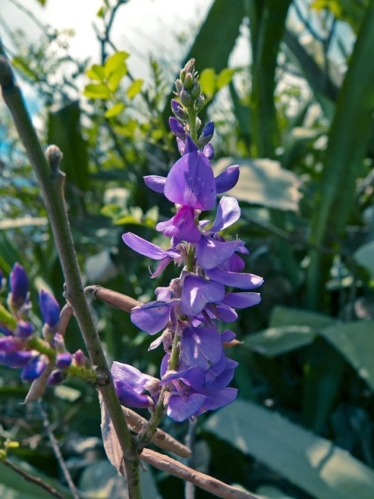 Indigofera Plant image by yogesh more