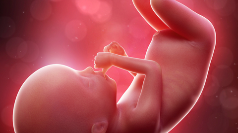 20 weeks pregnant fetal development