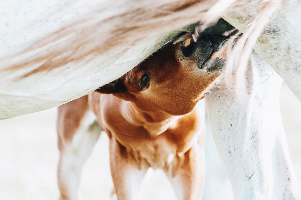 Für die gesunde Entwicklung des Fohlens ist die Muttermilch in den ersten Monaten unabdingbar. (© matilda 553 – stock.adobe.com)