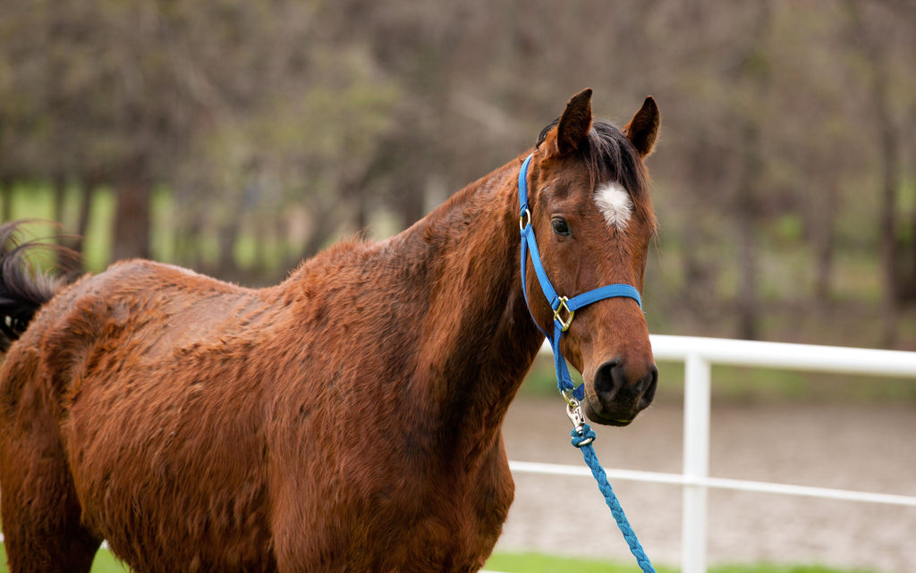 Das Cushing Syndrom ist eine unter vielen Pferden verbreitete Stoffwechselkrankheit. Betroffene Pferde sind meist stark gezeichnet (© Terri Cage - stock.adobe.com).