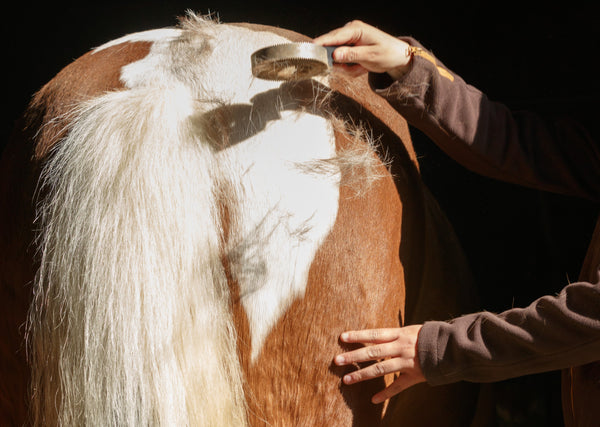 Überall Haare_Pferd wird beim Fellwechsel gebürstet (c) Nadine Haase – stock.adobe.com