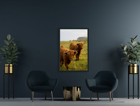 Highland Cows in Melvich by Brad Scott