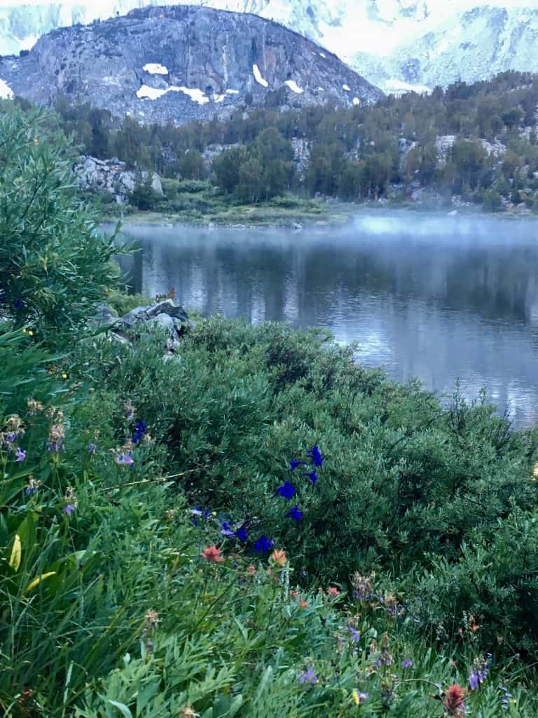 Beautiful wildflowers shining in the morning light on the way to Bishop Pass