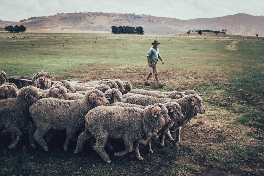 Herd of merino sheep