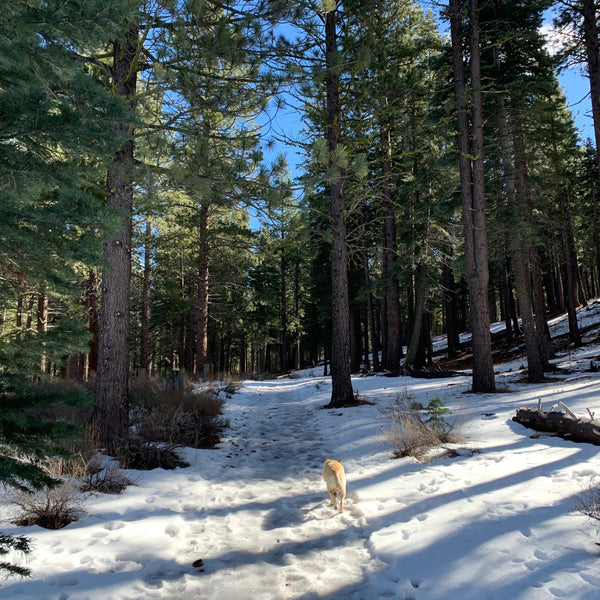 dog on a snowy trail