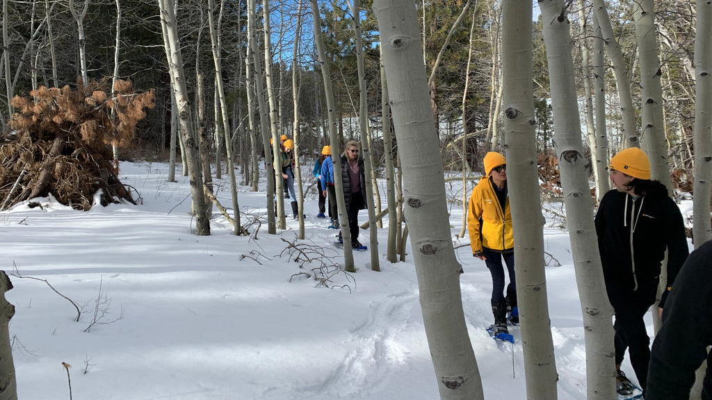 group of people snowshoeing through aspen trees