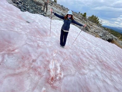 Pink snow - snow algae