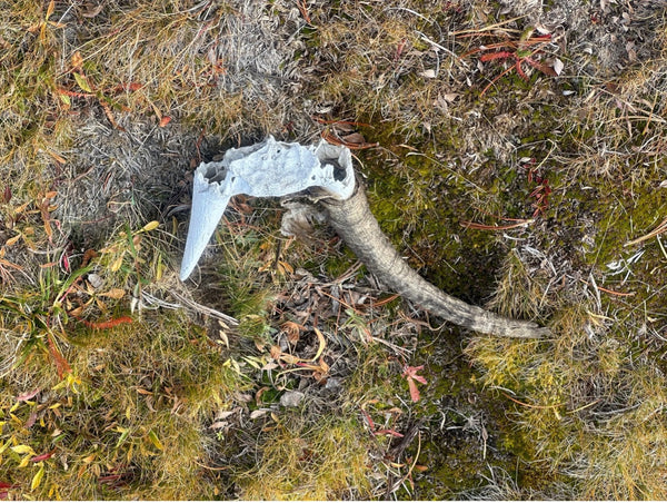 bighorn sheep skull